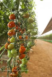 Image du Maroc Professionnelle de  Avec l'introduction des cultures sous abris serres, la région de Dakhla est devenue en très peu de temps célèbre pour ces productions de fruits et légumes destinés à l’export.  Sous d’immenses serres, la production des tomates en grappes bénéficie d’un climat phénoménalement ensoleillé, tempéré et régulier, Mardi 21 Novembre 2006. (Photo / Abdeljalil Bounhar)